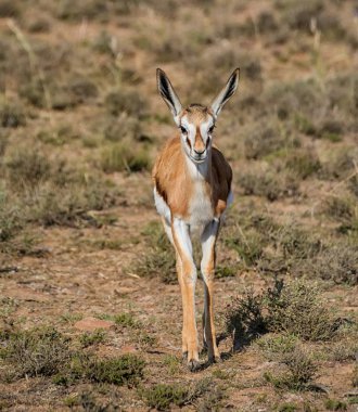 Güney Afrika savana Juvenil Springbok antilop