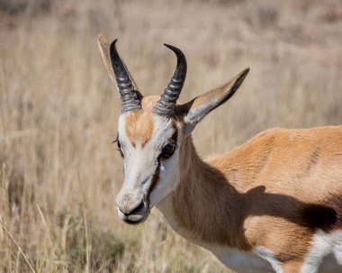 Güney Afrika savana Springbok antilop portresi