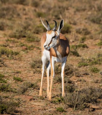 Güney Afrika savana Springbok antilop 
