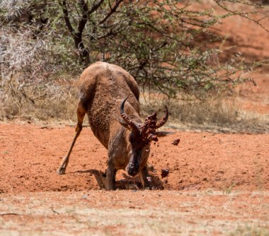 Çamur banyosu Güney Afrika savana sahip Tsessebe antilop