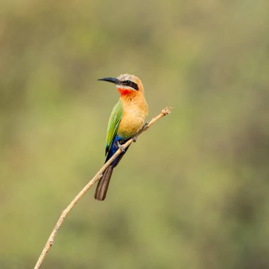 Dal Namibya Savannah tünemiş beyaz önlü arı kuşugiller 
