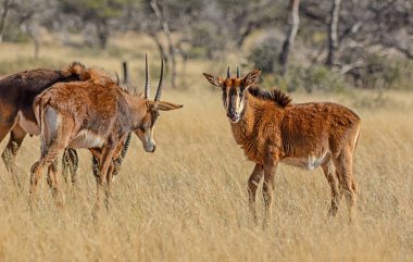 Güney Afrika savana Juvenil samur antilop