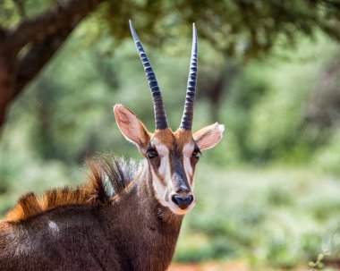 Güney Afrika savana samur antilop