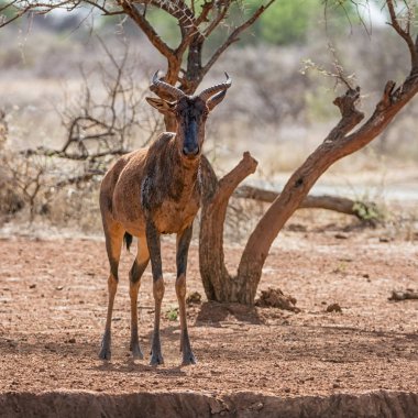 Tsessebe antilop kırmızı çamur banyosu sonra portresi