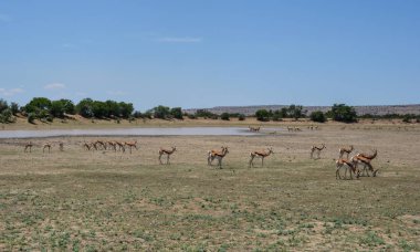 Gündüz, Güney Afrika savana Springbok antilop