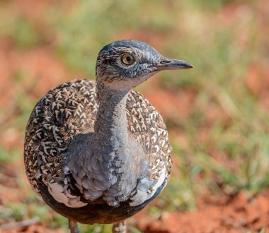 Savannah, Güney Afrika kırmızı ibikli Korhaan portresi