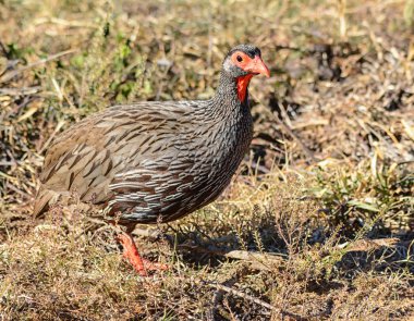 Kızıl enseli Spurfowl Güney Afrika savana yiyecek arama