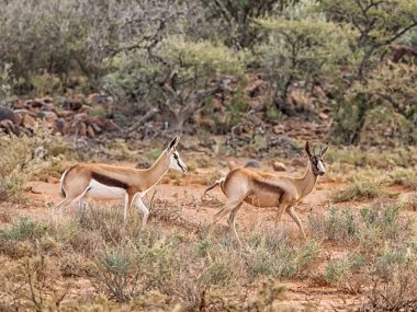 Güney Afrika savana Springbok antilop 