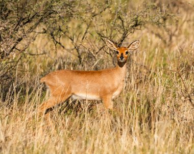 female Steenbok gazelle in Southern African savanna clipart