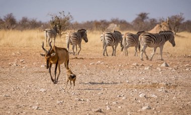 Kırmızı Hartebeest ve Kara sırtlı Çakal birbirlerine Namibya savana geçmek