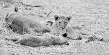 Namibya savana dinlenme aslan yavrularını tek renkli fotoğraf