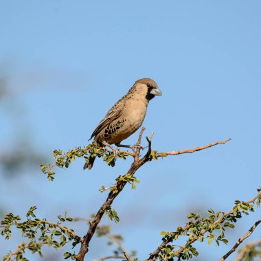 Ağaç dalı yarı kurak Savannah ve Karoo bodur, Güney Afrika içinde oturan serçe gibi Weaver