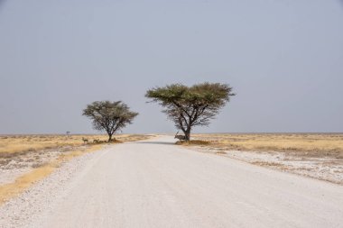 Namibya Springbok ve gölge ağaçların altında Aradığınız Gemsbok çöl manzara yolda