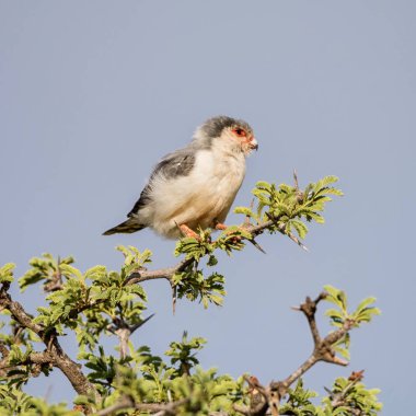 Pigme Falcon ağaç dalı Güney Afrika Savannah oturan 