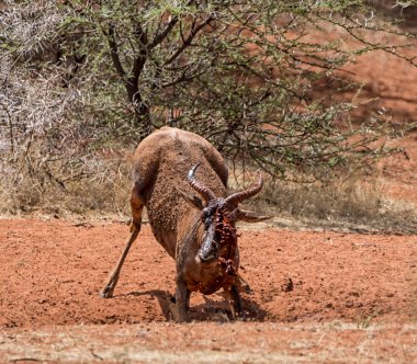 Çamur banyosu Güney Afrika savana sahip Tsessebe antilop