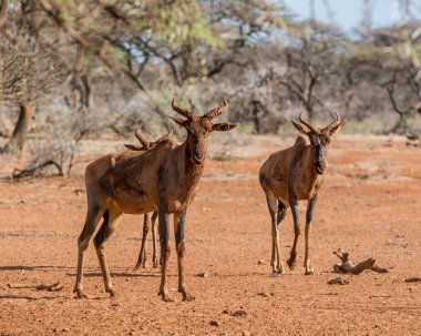 Tsessebe antilop kırmızı çamur banyosu Savannah sonra 