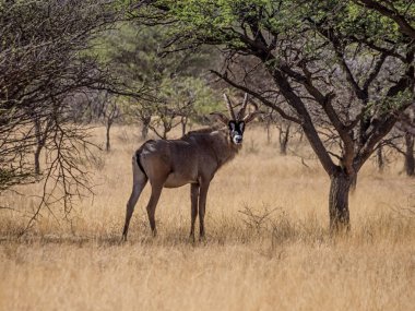 Meşin antilop yürüyüş savana, Güney Afrika