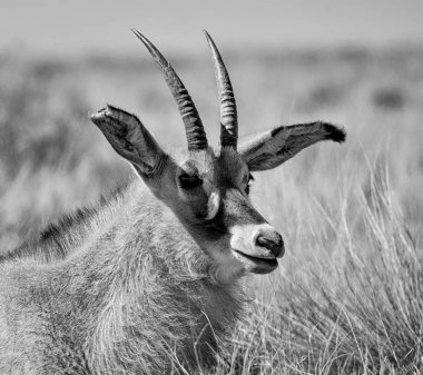 tek renkli yan portre Roan antilop, savana, Güney Afrika