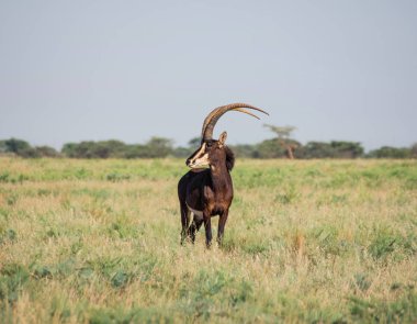 Sable antelope standing in Savannah, South Africa clipart