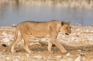 Namibya ovada sulama delik yanında yürüyen dişi aslan