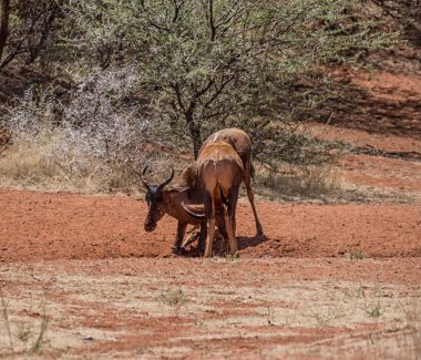 Çamur banyosu Güney Afrika savana sahip Tsessebe antilop