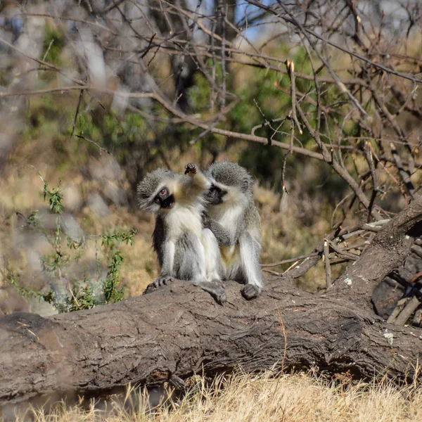 Vervet Μαϊμού Στο Βόρειο Ακρωτήριο Της Νότιας Αφρικής — Φωτογραφία Αρχείου