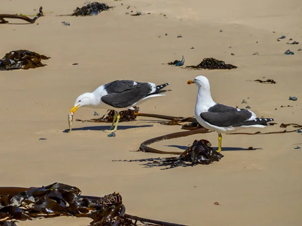 Gaivotas Kelp Comendo Moluscos Praia África Austral — Fotografia de Stock