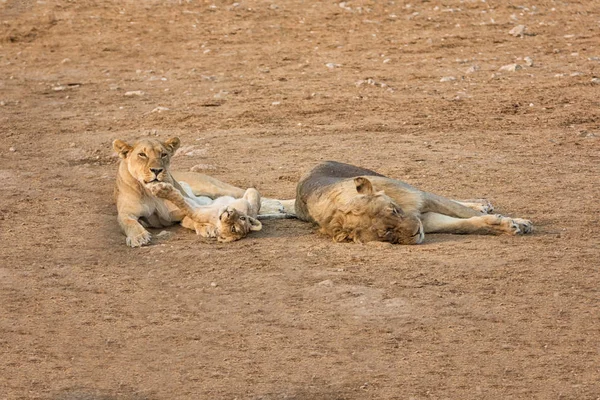 Família Leões Deitados Chão Savana Namíbia — Fotografia de Stock