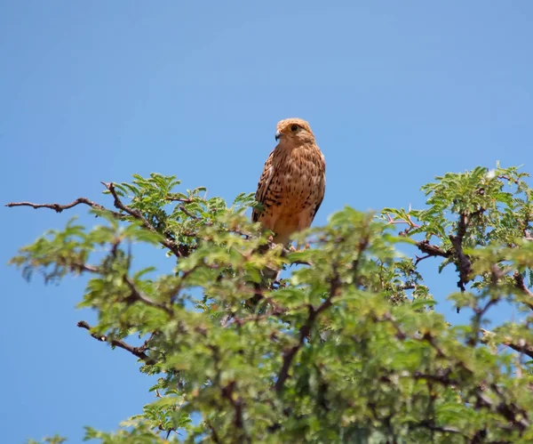 Juvenil Rock Kestrel Empoleirado Topo Árvore África Sul — Fotografia de Stock