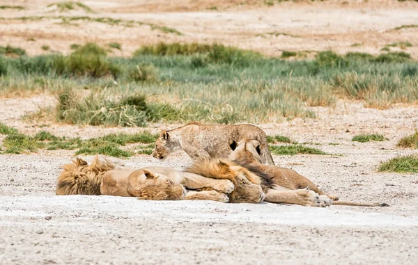 Rodzina Lwów Leży Ziemi Sawanny Namibii — Zdjęcie stockowe
