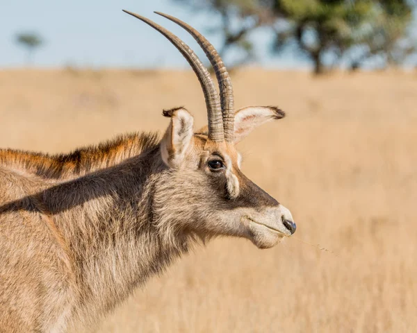 Portret Stronie Roan Antelope Sawanny Afryka Południowa — Zdjęcie stockowe