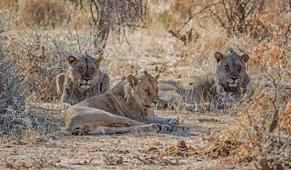 Trio Unga Manliga Lions Namibiska Savanna — Stockfoto