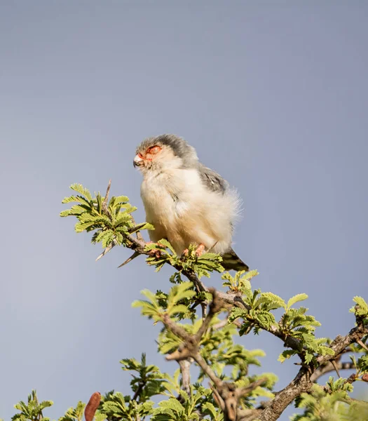Pigme Falcon Ağaç Dalı Güney Afrika Savannah Oturan — Stok fotoğraf