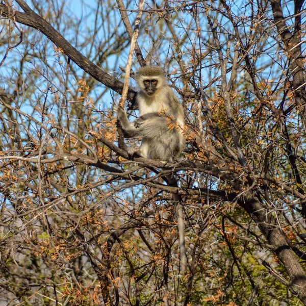 Vervet Monkey in Northern Cape, South Africa