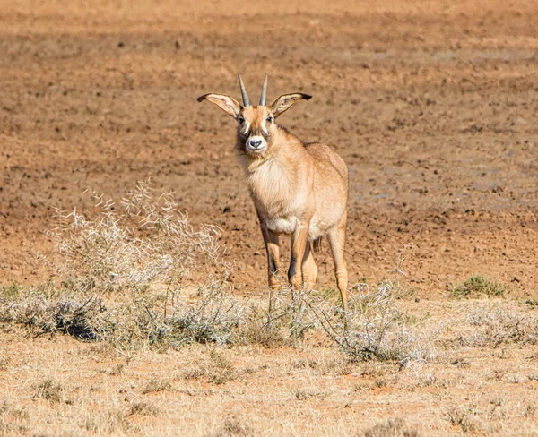 Antílope Roan Savana África Austral — Fotografia de Stock