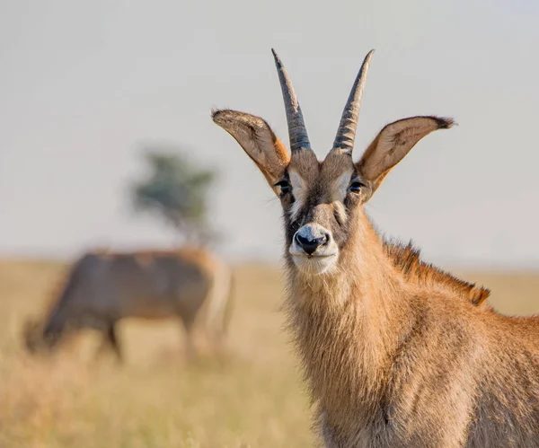 Roan Antilopy Jižní Africké Savany — Stock fotografie