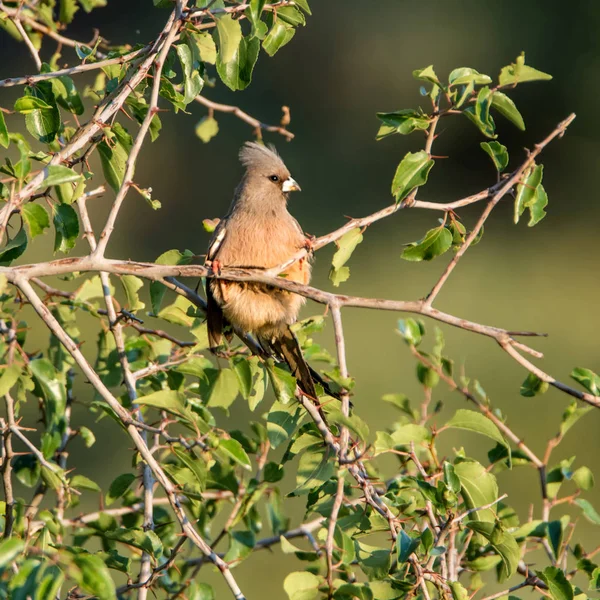 Vitkindad Musfågel Sitter Trädet Norra Kapprovinsen Sydafrika — Stockfoto