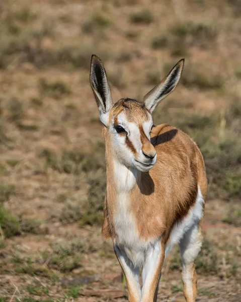 Junge Springbockantilope Südafrikanischer Savanne — Stockfoto