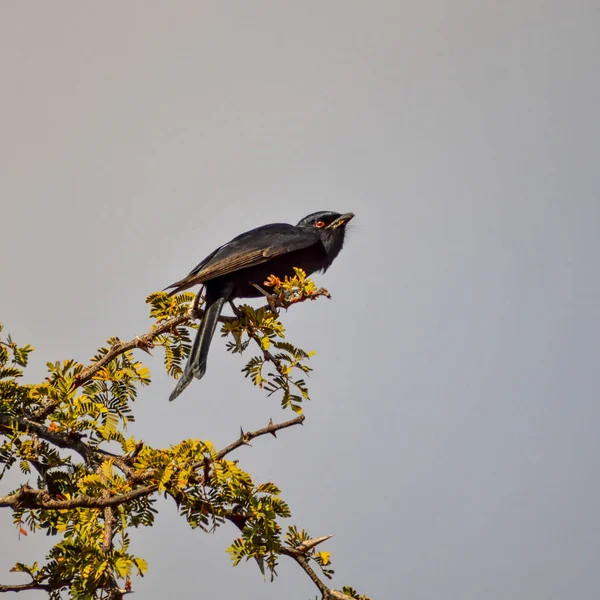 Площа Білохвоста Drongo Сидить Гілці Дерева Південної Африки Савана — стокове фото