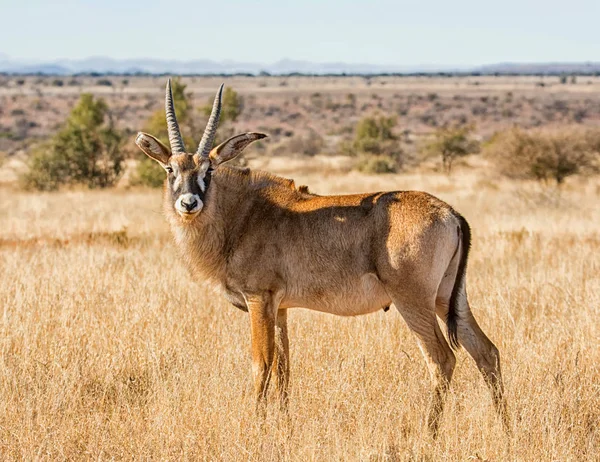 Antílope Roan Savana África Austral — Fotografia de Stock