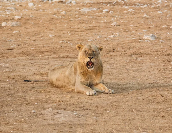 라이온 나미비아 사바나에 — 스톡 사진