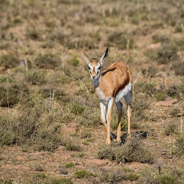 Fiatalkori Springbok Antilop Dél Afrikai Szavanna — Stock Fotó