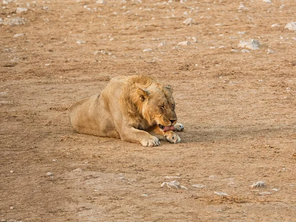 Male Lion Lying Namibian Savanna — Stock Photo, Image