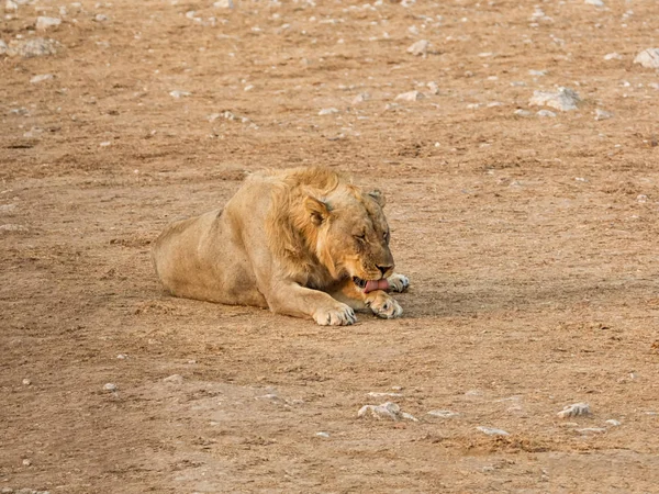 Samiec Lwa Leżącej Sawanny Namibii — Zdjęcie stockowe