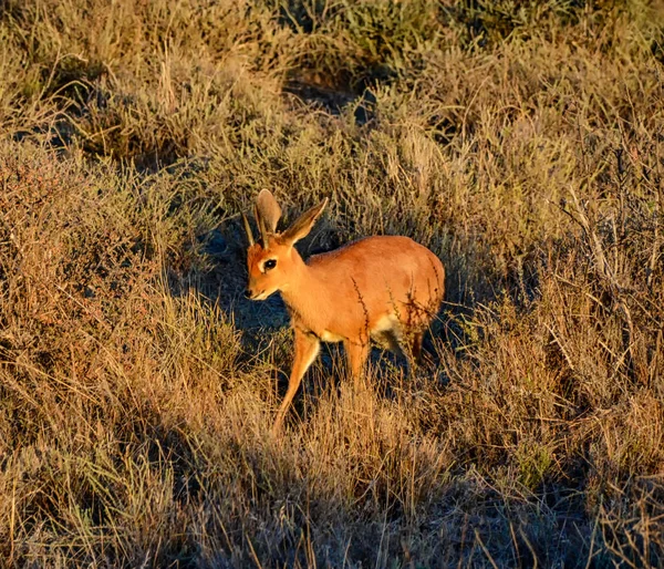 Steenbok Gazelle Macho Caminhando Savana África Austral — Fotografia de Stock