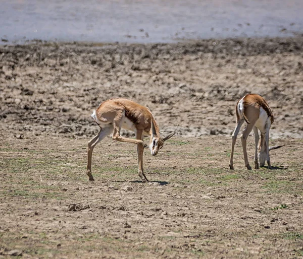 Springbok Antilop Kalv Södra Afrikanska Savannen — Stockfoto