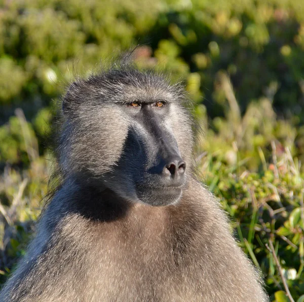 Retrato Chacma Babuíno Sobre Fundo Borrado — Fotografia de Stock