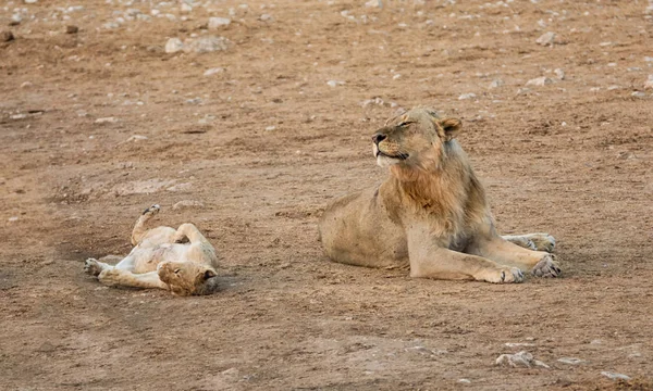 雄のライオンとカブのナミビアのサバンナでは 一緒に横になっています — ストック写真
