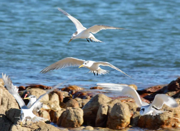 Swift Tern Sobrevolando Costa — Foto de Stock