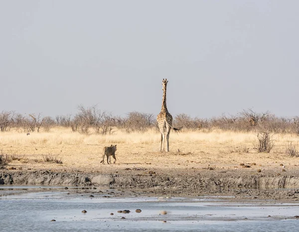 母狮非常小心地看着长颈鹿 她走过去在在纳米比亚稀树草原浇水孔 — 图库照片